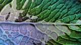 Sink Leaf Harmony