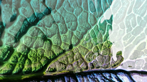 Sink Leaf Harmony