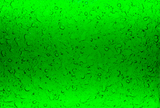 Detailed view of Flora glass wall panel reveals its textured surface with an intricate organic pattern and vibrant green hue